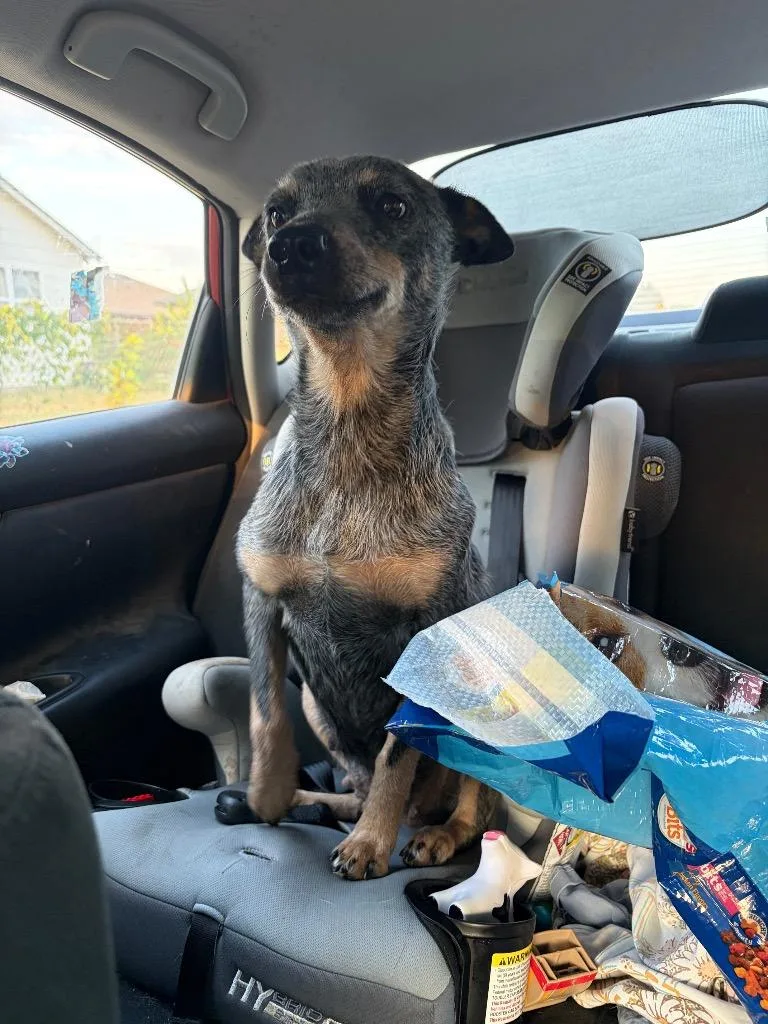 An adult medium-sized female Australian Cattle Dog / Blue Heeler dog named Jewel for adoption in Ada, OK