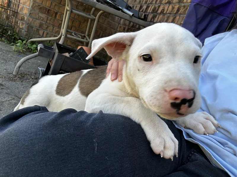 A baby small-sized female Chihuahua dog named Eden for adoption in Sumter, SC