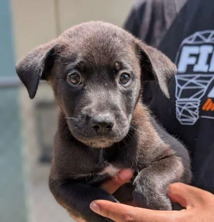 An adult small-sized female Labrador Retriever dog named Pup Tart for adoption in Mansfield, TX