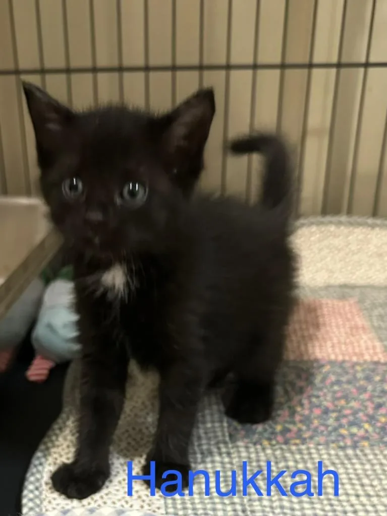 A baby small-sized female Domestic Short Hair cat named Hanukkah for adoption in Saint Francisville, LA