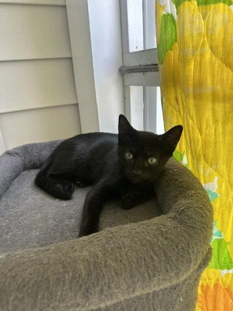 A young medium-sized male Black Domestic Short Hair cat named August for adoption in Ocean Pines, MD