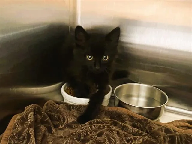 A baby small-sized male Domestic Short Hair cat named Noah for adoption in Tustin, CA