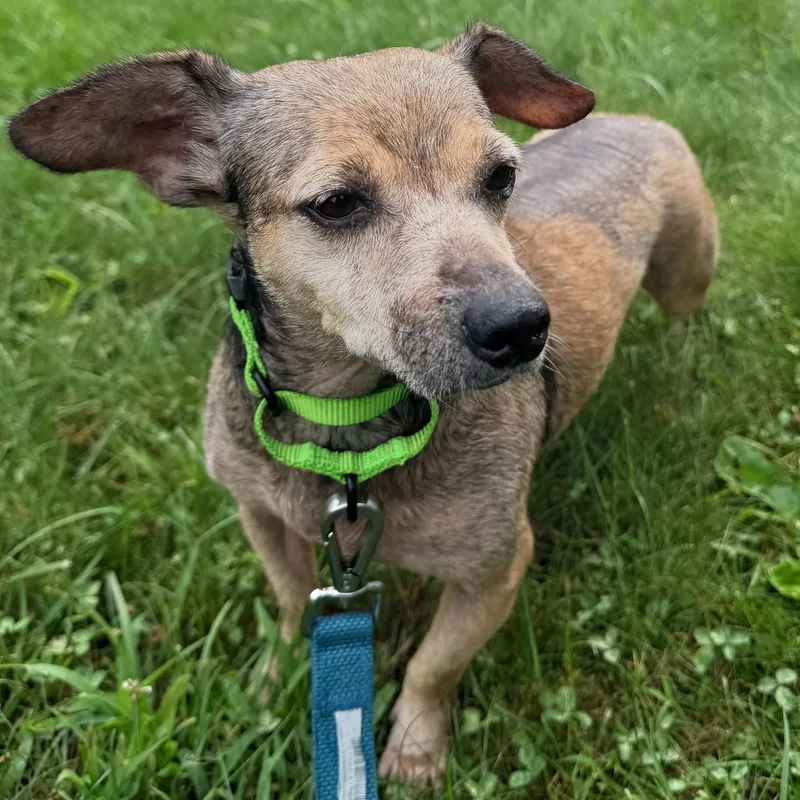 An adult small-sized female Yellow / Tan / Blond / Fawn Chihuahua dog named Pely for adoption in Baldwin, MD
