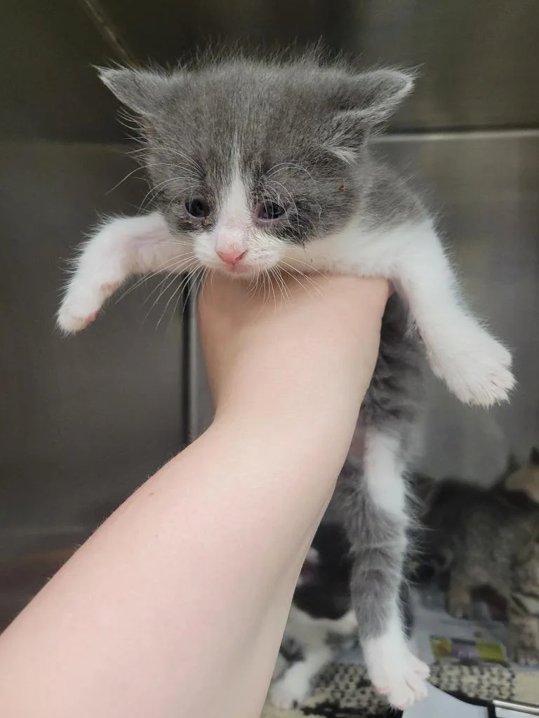 A baby small-sized female Domestic Short Hair cat named Sidney Prescott for adoption in Angola, IN