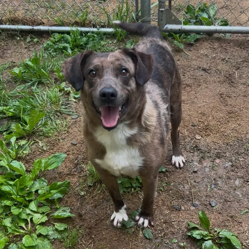 An adult medium-sized male Brindle Mountain Cur dog named Spike for adoption in Fairmont, WV