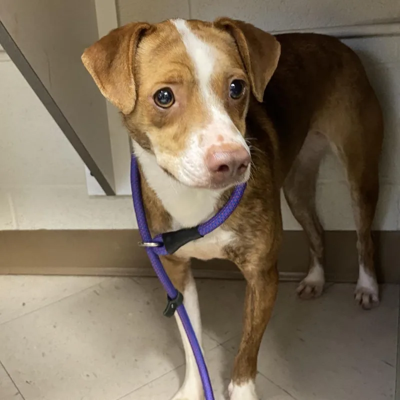 An adult small-sized female Brown / Chocolate Terrier dog named Venus for adoption in Caryville, TN