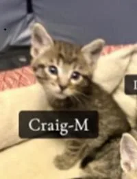A baby medium-sized male Tabby (Brown / Chocolate) Tabby cat named Craig for adoption in Omaha, NE