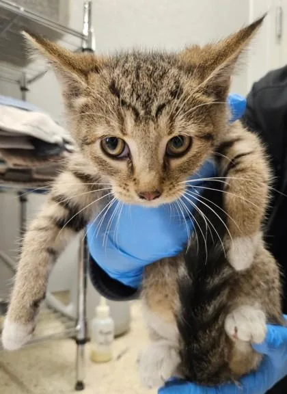 A young small-sized female Domestic Short Hair cat named Bay Leaf for adoption in Lafayette, IN