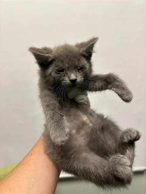 A baby small-sized male Domestic Short Hair cat named Moped for adoption in Santa Cruz, CA