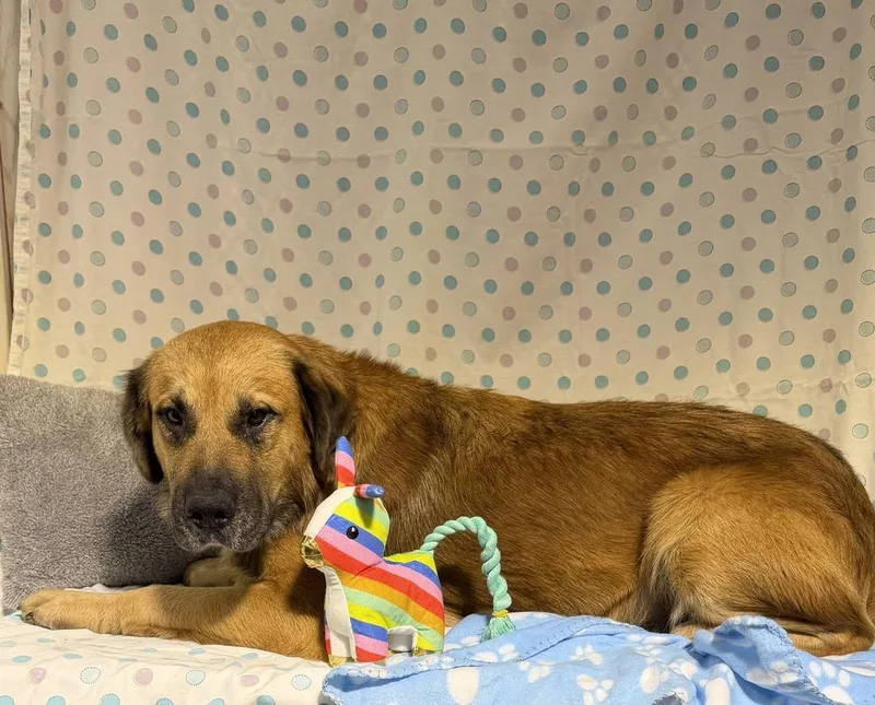 An adult large-sized male Brown / Chocolate Hound dog named Bruce for adoption in Opelousas, LA