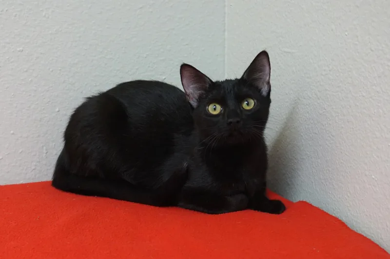 A young medium-sized female Domestic Short Hair cat named Meowdy for adoption in Fountain Hills, AZ