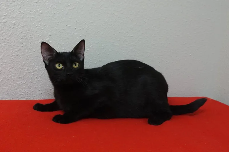 Meowdy thumbnail 2