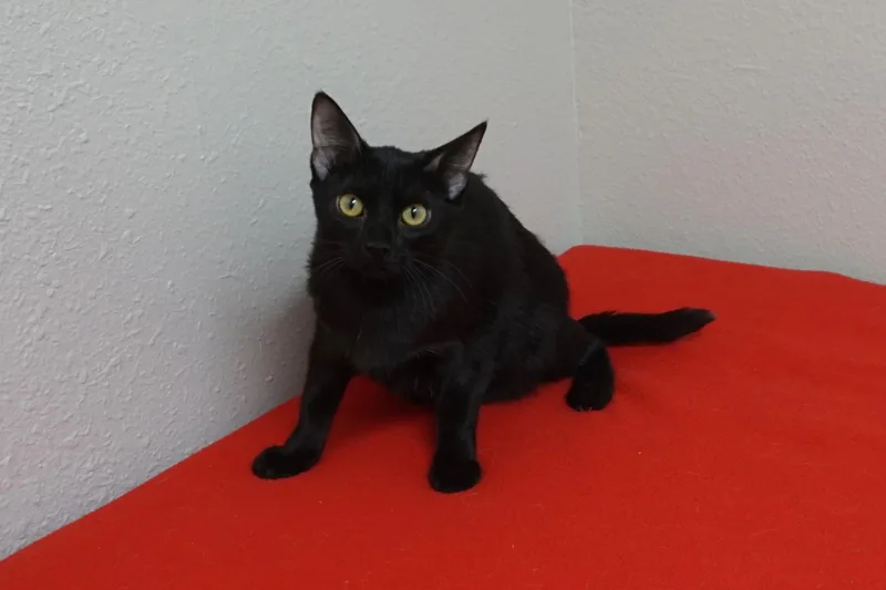 Meowdy thumbnail 3