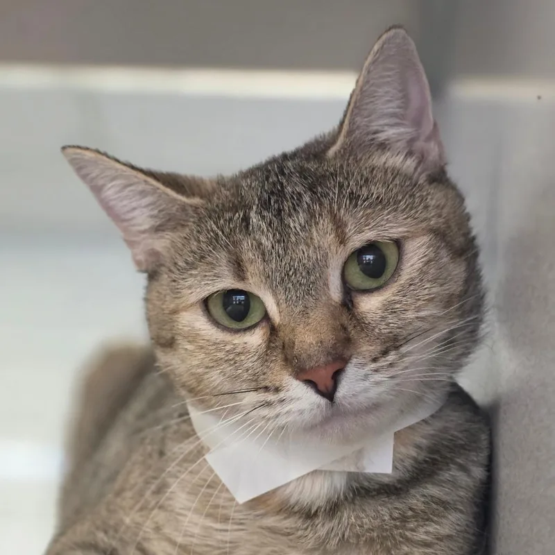 An adult medium-sized female Domestic Short Hair cat named Amarys for adoption in Huntsville, AL