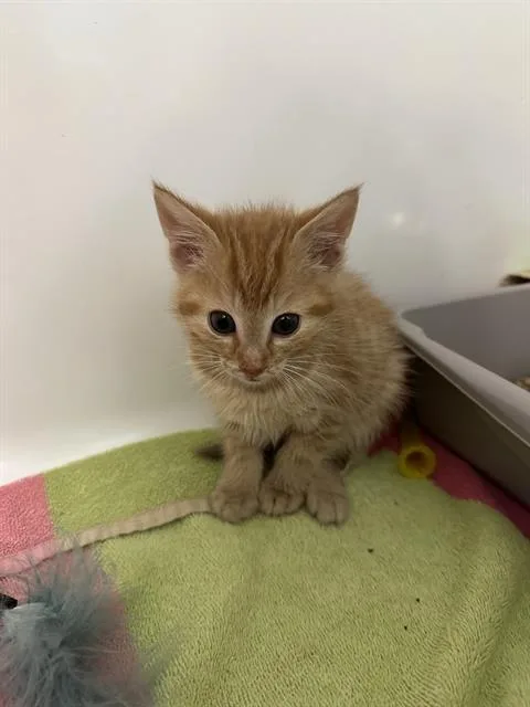 A baby small-sized male Domestic Short Hair cat named Chicago for adoption in Charlotte, NC