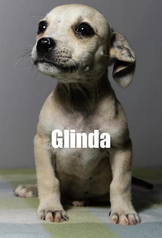 Glinda
