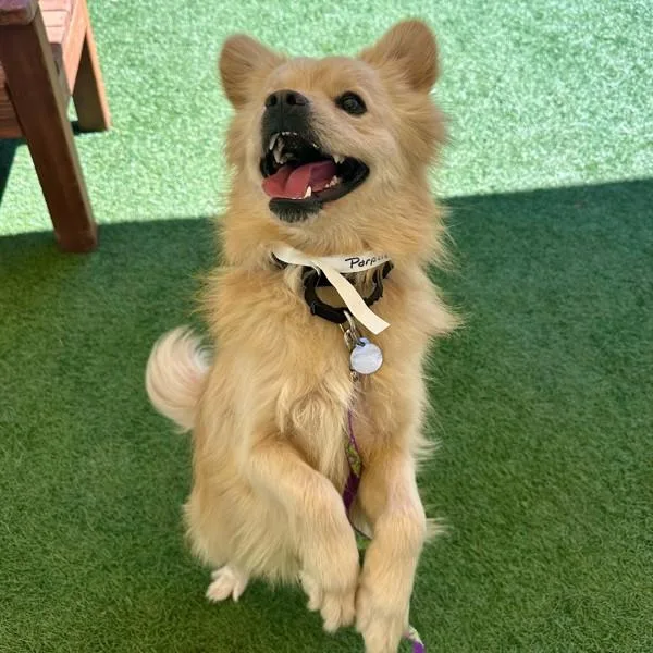 Porpoise thumbnail 2