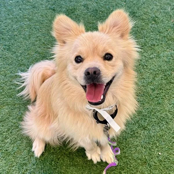 Porpoise thumbnail 3