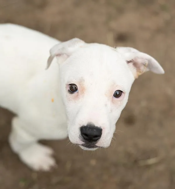 A baby large-sized male Australian Cattle Dog / Blue Heeler dog named Astro for adoption in Stratham, NH