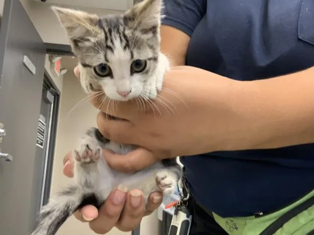 A baby small-sized female Domestic Short Hair cat named A for adoption in Visalia, CA