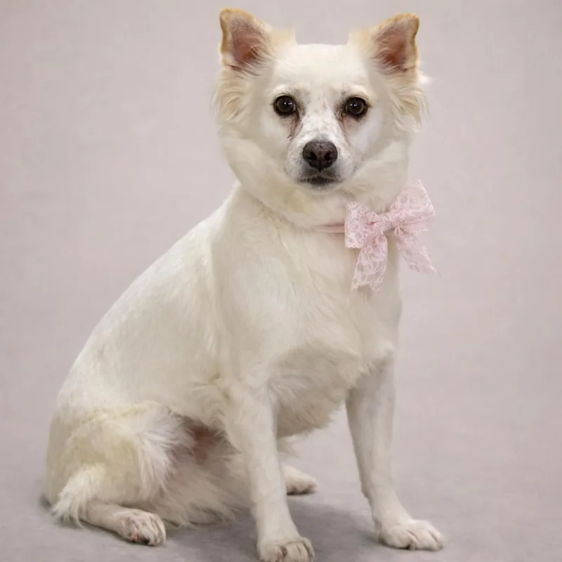 Molly  A Little thumbnail 2