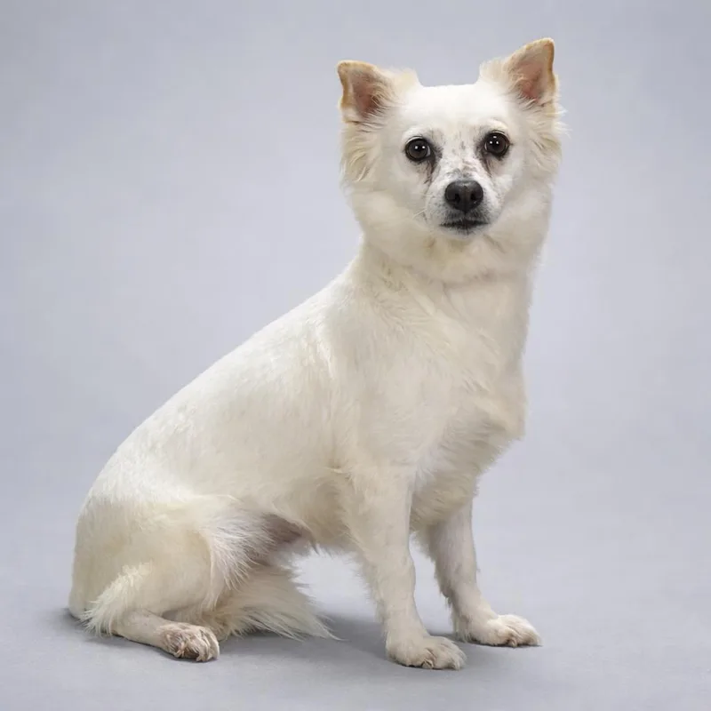 Molly  A Little thumbnail 3