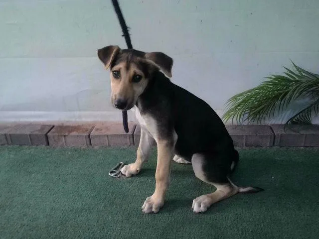 A baby small-sized female German Shepherd Dog dog named A for adoption in Baldwin Park, CA