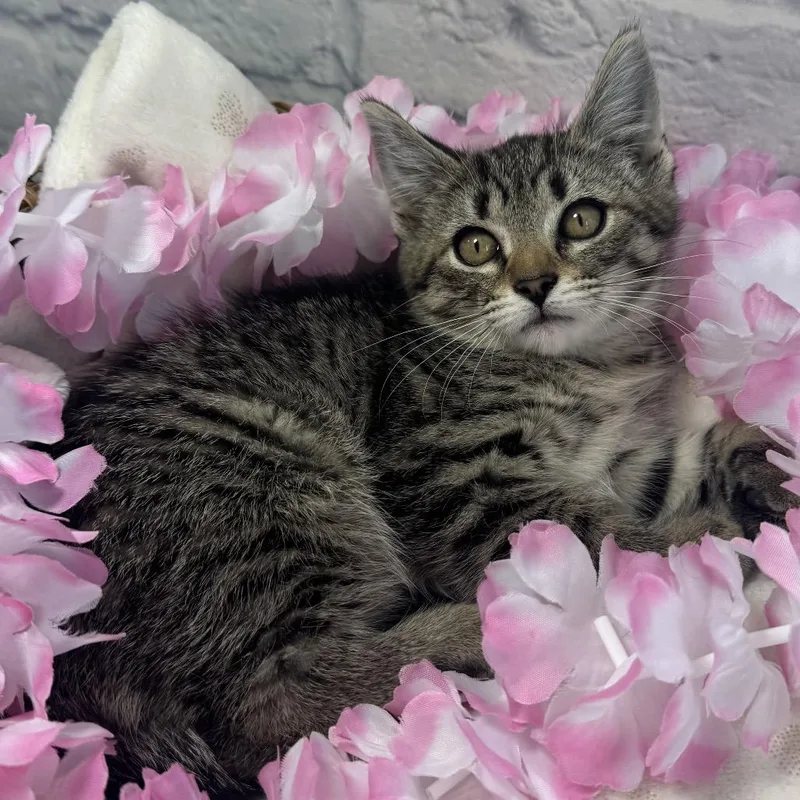 A baby small-sized female Brown / Chocolate Domestic Short Hair cat named Spice Cake for adoption in Harrisonburg, VA