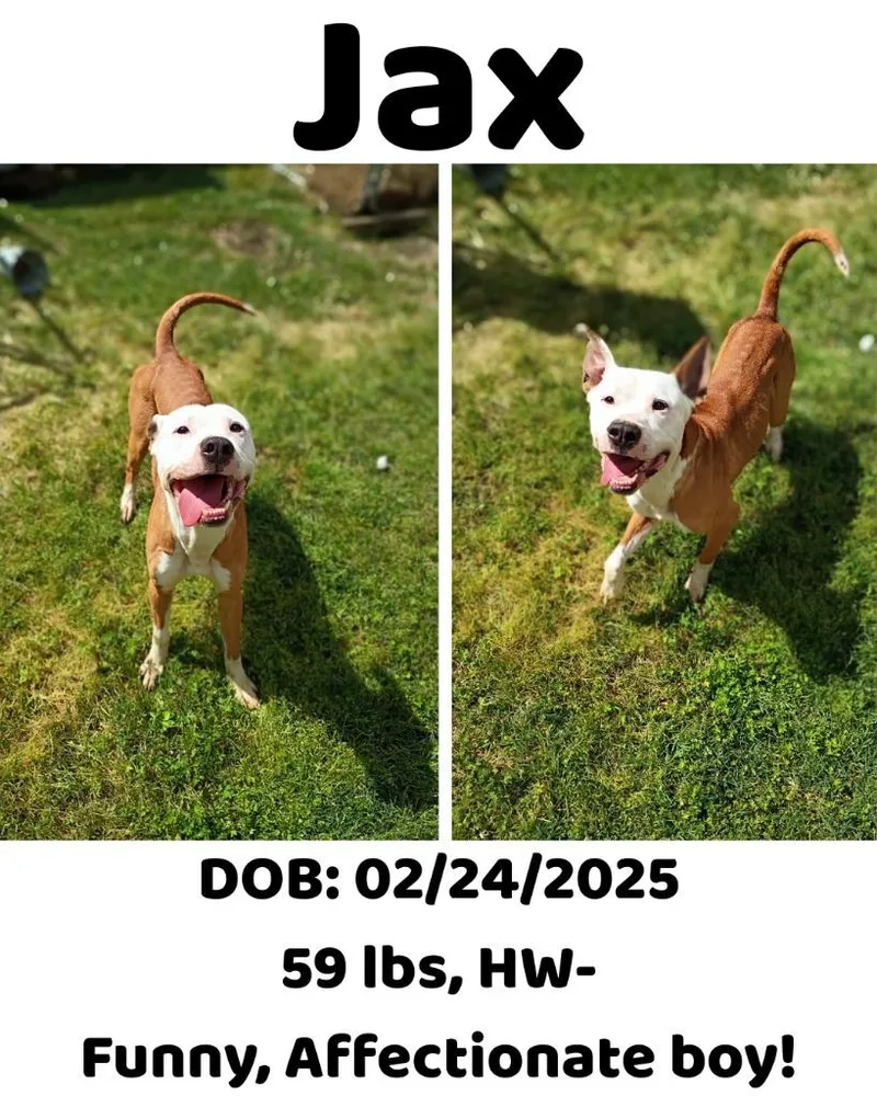 A young small-sized male Mixed Breed dog named Jax for adoption in Albany, GA