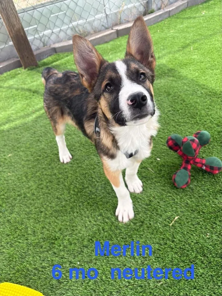 A young medium-sized male Shepherd dog named Merlin for adoption in Evergreen, CO