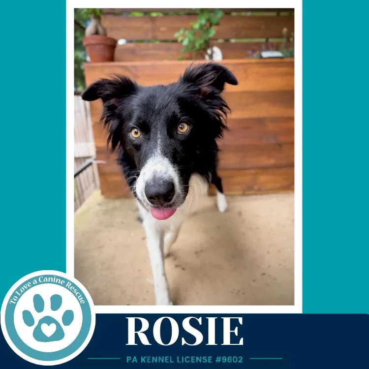 Rosie