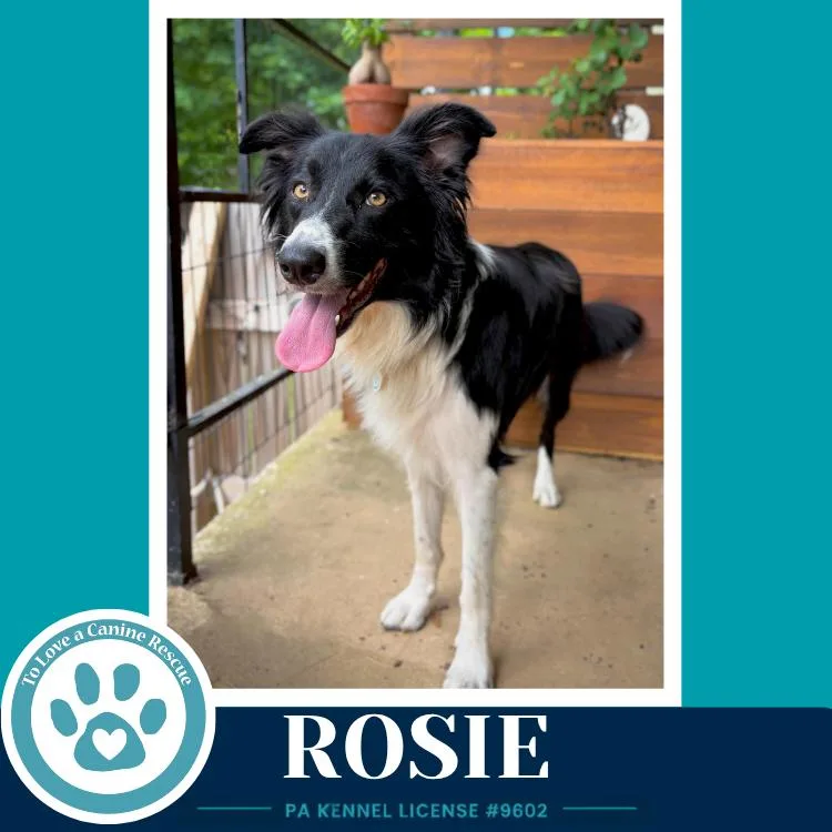 Rosie thumbnail 2