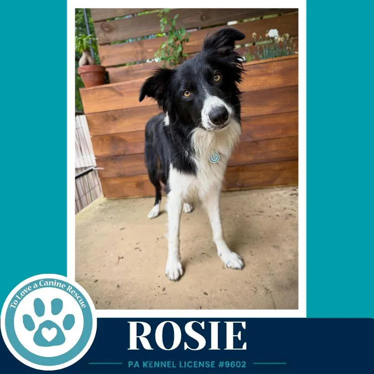 Rosie thumbnail 3