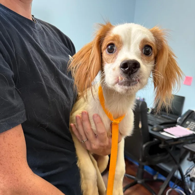A young small-sized male White / Cream Cavalier King Charles Spaniel dog named Russell for adoption in Wahiawa, HI