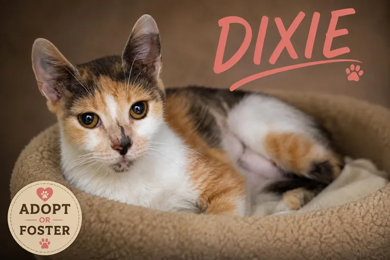 Dixie