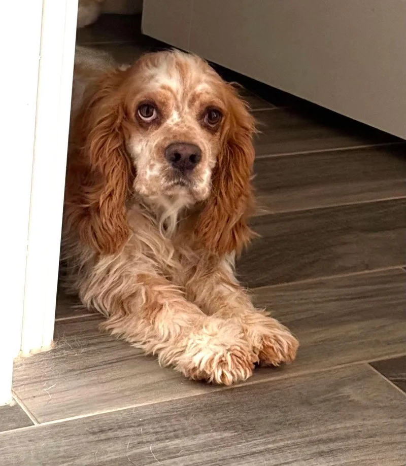 An adult medium-sized male Red / Chestnut / Orange Cocker Spaniel dog named Trumper for adoption in Mcallen, TX