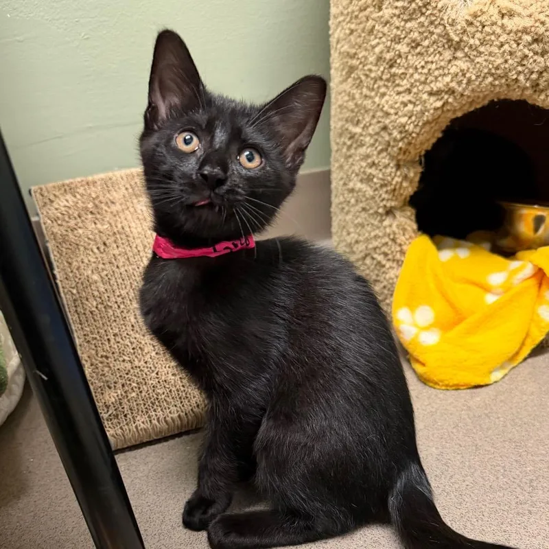 A baby small-sized female Black Domestic Short Hair cat named Bitty for adoption in Middlebury, VT