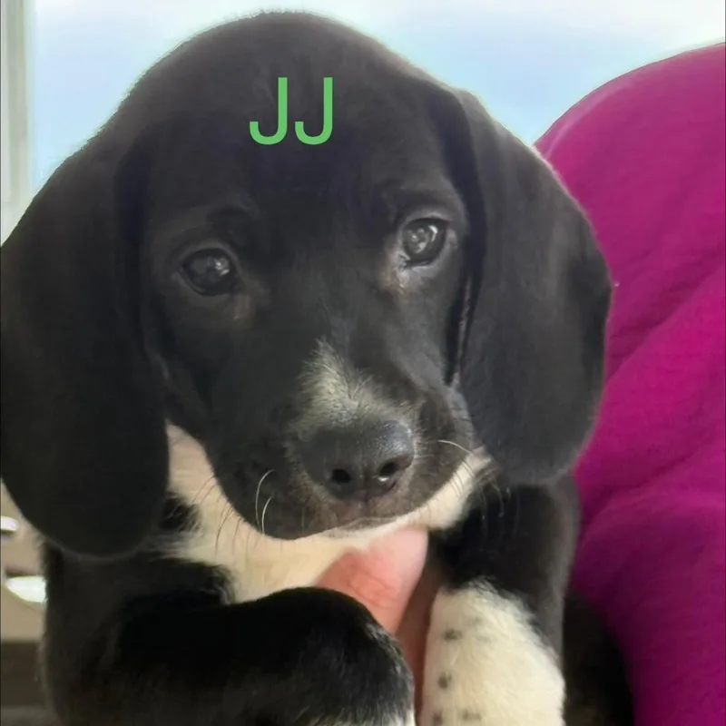 A baby small-sized male Black Coonhound dog named Jj for adoption in Allentown, PA