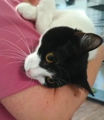 A young medium-sized male Domestic Short Hair cat named Cesar for adoption in Reeds Spring, MO