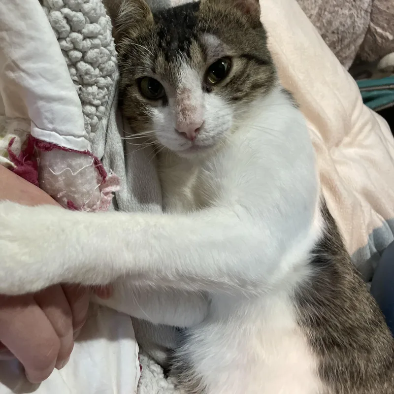 A young medium-sized male Tabby (Brown / Chocolate) Domestic Short Hair cat named Tito for adoption in Liverpool, TX