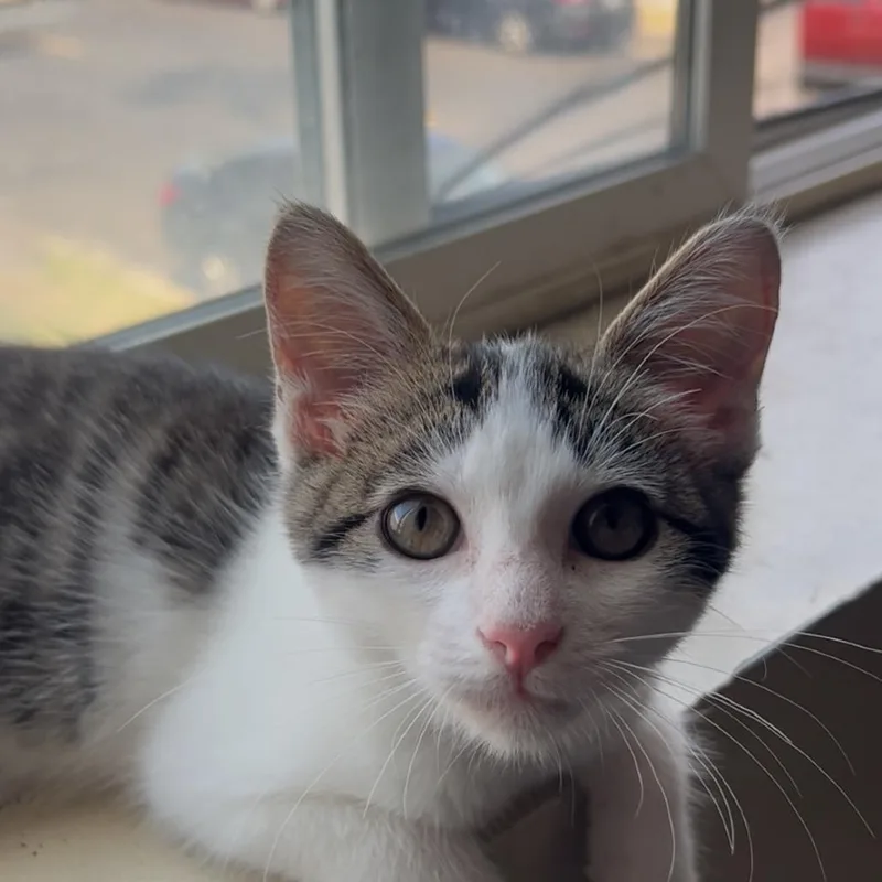 A baby small-sized male White Domestic Short Hair cat named Beau for adoption in San Pedro, CA