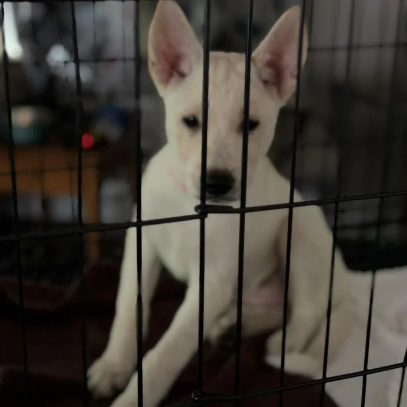A baby medium-sized female White / Cream Shepherd dog named Kya for adoption in Raleigh, NC