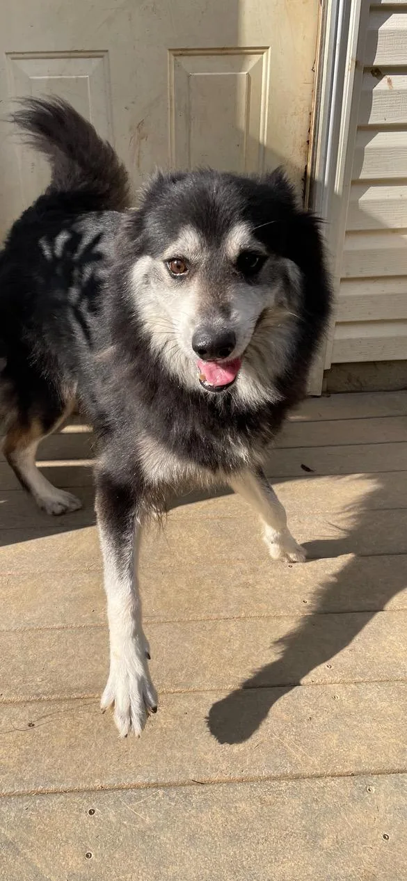Misha