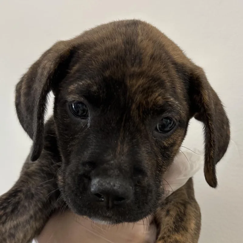 A baby small-sized female Brindle Mixed Breed dog named Sumter for adoption in Middletown, RI