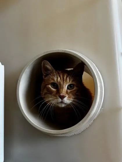 Rufus