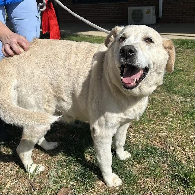 A senior large-sized female Yellow / Tan / Blond / Fawn Yellow Labrador Retriever dog named Marley for adoption in Lyndhurst, VA