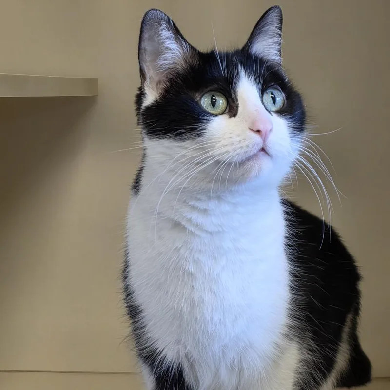 An adult medium-sized female Black Domestic Short Hair cat named Bobbi Edison for adoption in Hinsdale, IL