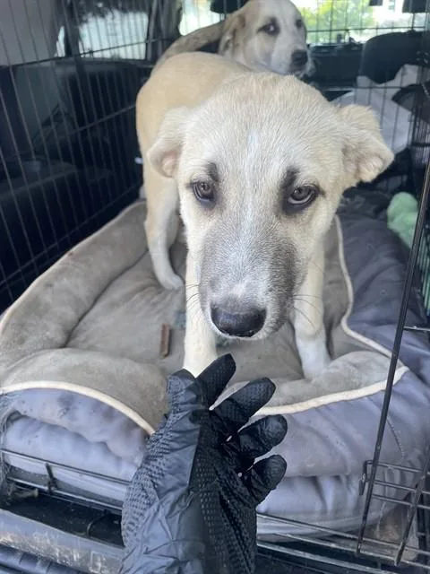 A baby small-sized female Labrador Retriever dog named A for adoption in Stockton, CA