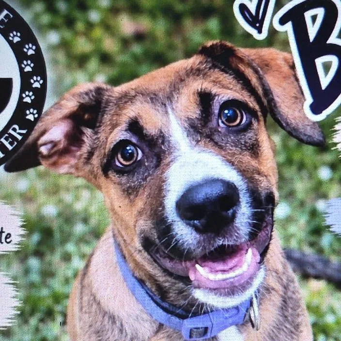 A baby medium-sized female Brown / Chocolate Catahoula Leopard Dog dog named Batrice for adoption in Greenfield, IN