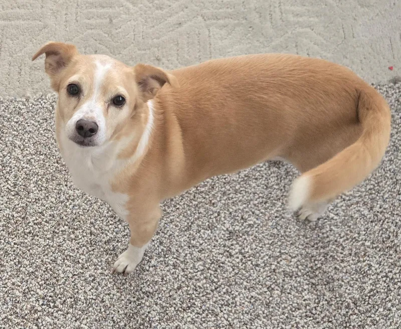 An adult small-sized female Chihuahua dog named Abby for adoption in Puyallup, WA